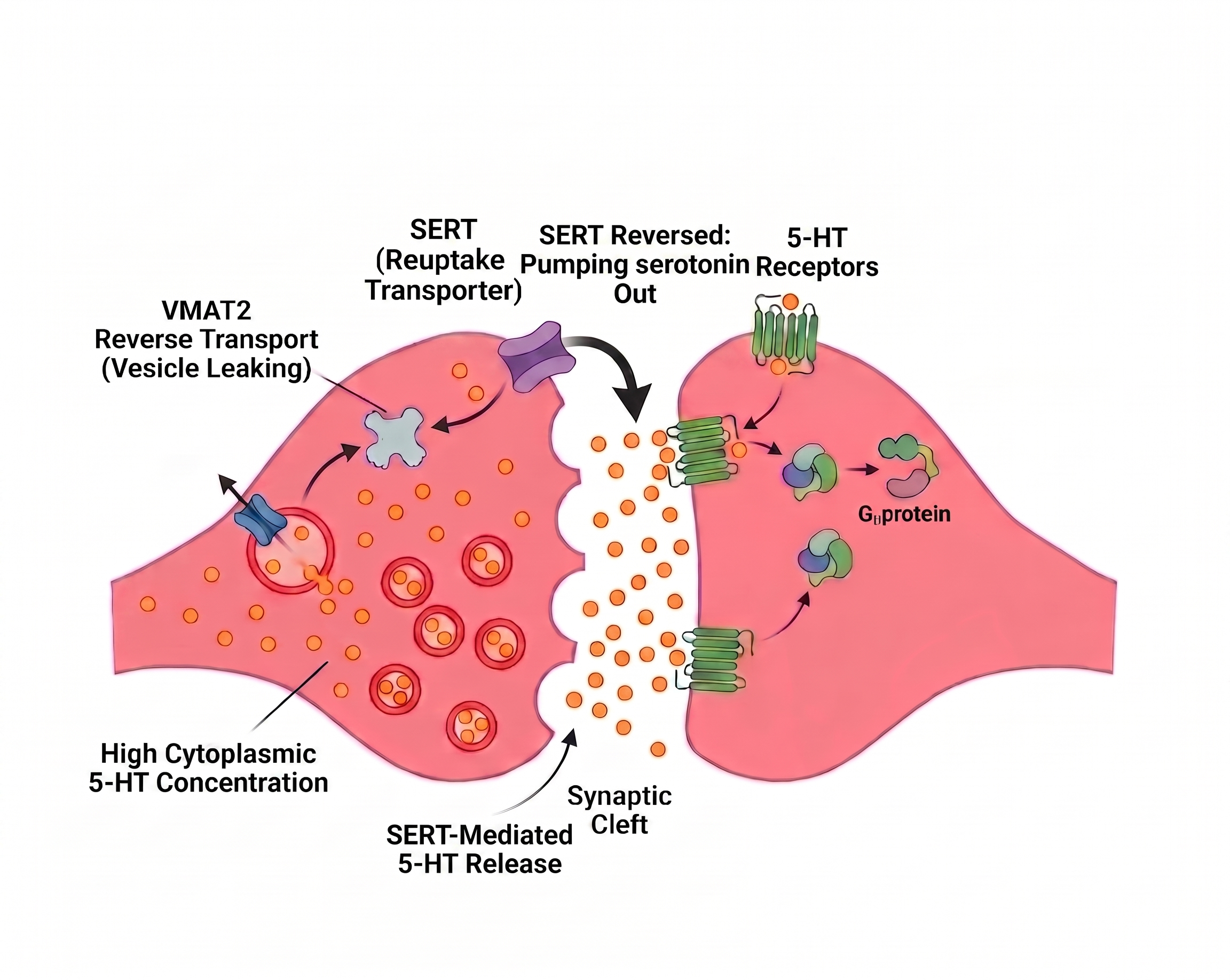 Serotonergic synapse under MDMA — SERT reversal and vesicular dump